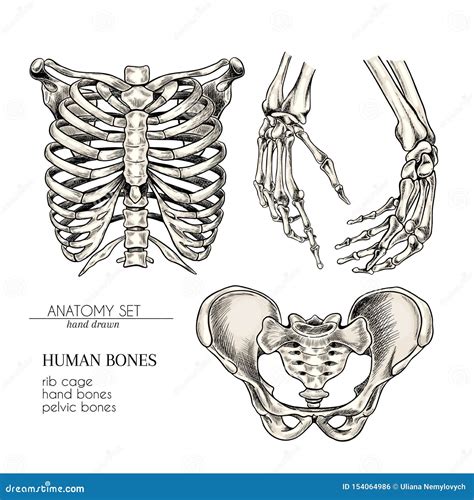 grupo tirado mão da anatomia partes do corpo humanas do vetor ossos mãos caixa torácica ou