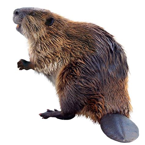 New Campus Celebrity A Beaver Bionews Fall 2022 Newsletters News