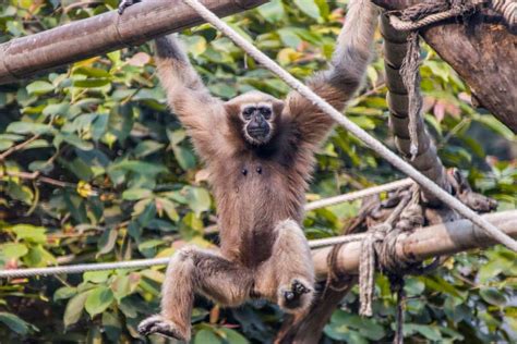 26 Amazing Types Of Apes Outforia