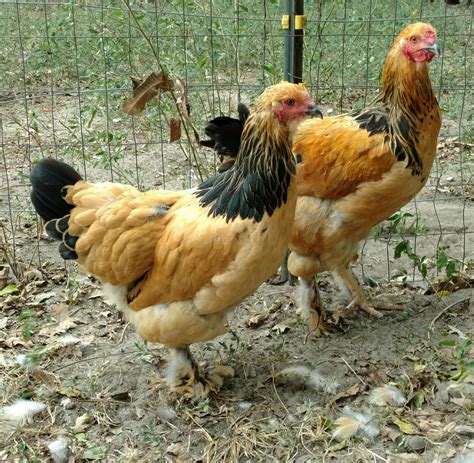 Buff Brahma Chickens Brown Egg Laying Chicks Cackle Hatchery