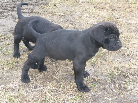 Wir wünschen den neuen besitzern alles gute und den zwergen ein langes leben! Boxer Labrador Welpen in Reichenow-Möglin | Tiere ...