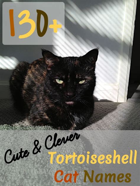 130 Cute And Clever Tortoiseshell Cat Names Pethelpful