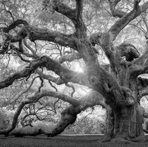 Monochrome Angel Oak Tree Wall Art Photography