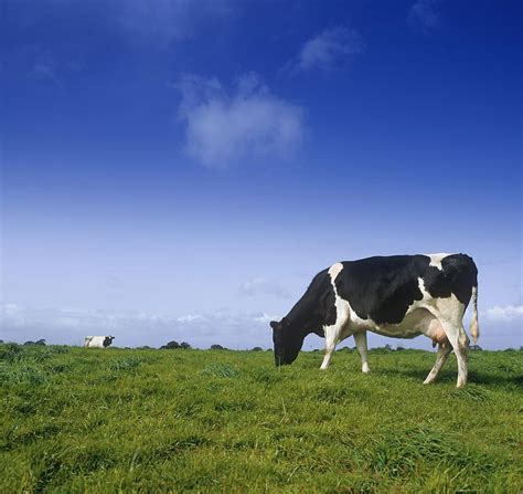 Friesian Cow Grazing In A Field Photograph By The Irish Image