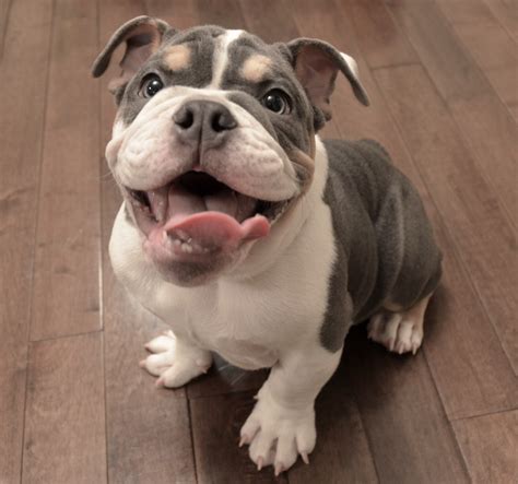 67+ How To Care For English Bulldog Puppy Picture - Bleumoonproductions