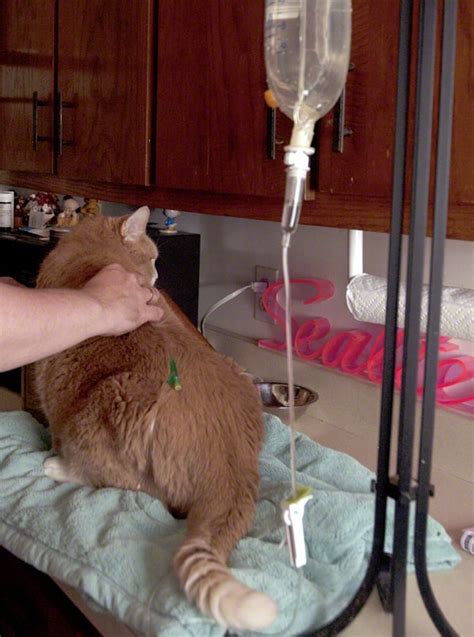 How To Give Subcutaneous Fluids To A Cat The Conscious Cat
