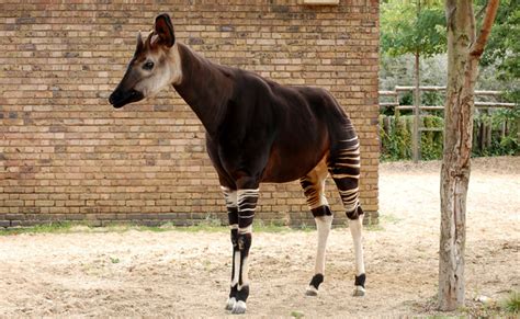 The installers for the runtime executables of okapi's tools are L'okapi, drôle de mammifère des forêts équatoriales de l ...
