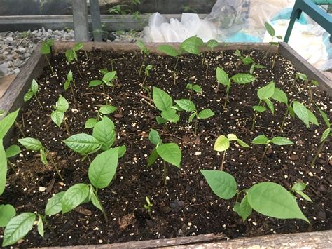 Growing Pawpaws From Seed Mountain Jewel