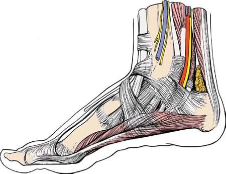 Muscles Of The Foot Dorsal Plantar TeachMeAnatomy 50 OFF
