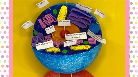 Animal Cell 3d Model Project With Labels