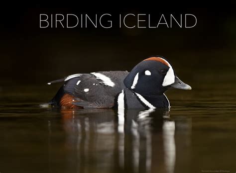 Birding Iceland Visit North Iceland
