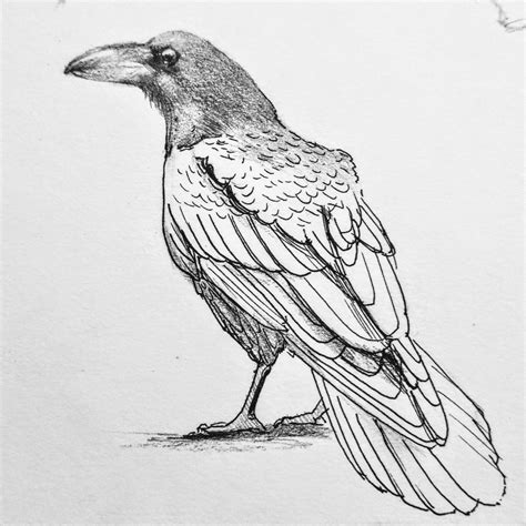 Crow Images For Drawing Coolcustommadevans
