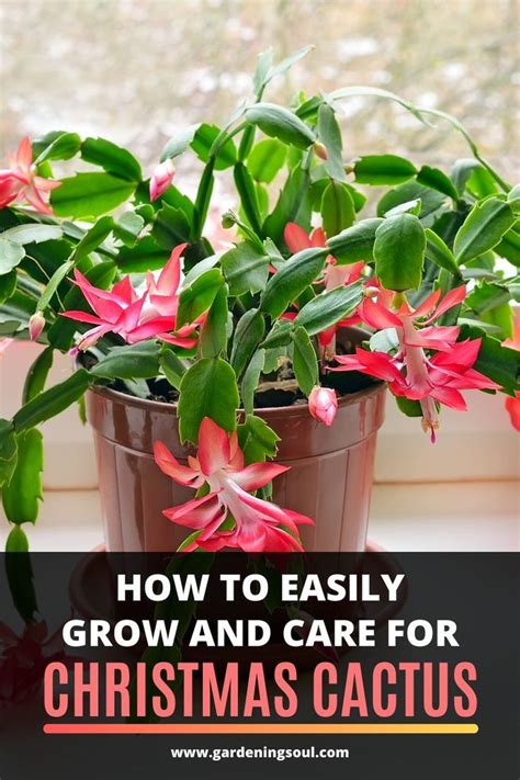 In the evening temperatures shouldn't regularly. How to Easily Grow and Care for Christmas Cactus in 2020 ...