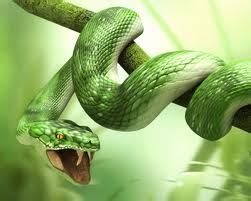 Melihat ular meramalkan evolusi atau pertumbuhan / perkembangan ular umumnya melambangkan ketakutan atau transformasi. Pejabat Mufti Wilayah Persekutuan - AL-KAFI #36 : MAKSUD ...
