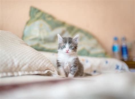 13 Cat Breeds Which Cats Stay Small Forever Pet Love That
