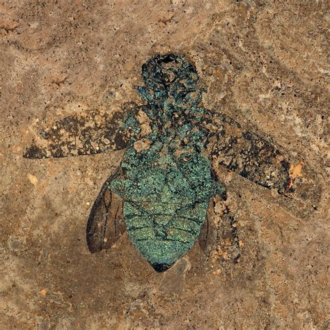 The Messel Pit Fossil Site Of The Bergstrasse Odenwald Unesco Global