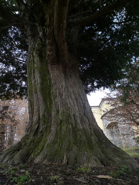 Oldest Trees Najstarsze Drzewa Cis Yew Eibe Taxus Baccata