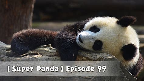【super Panda】episode 99 Ipanda Youtube