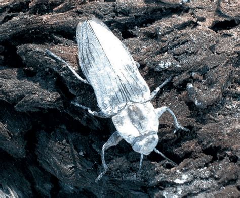 Australias Fire Beetle Is Attracted To Burning Landscapes Australian