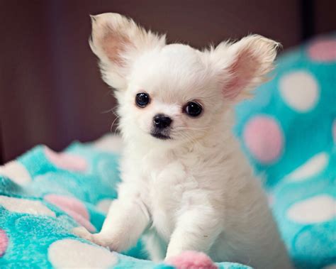 Chihuahua puppy | Teacup chihuahua puppies, Chihuahua puppies, Baby