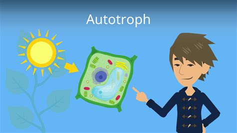 Autotroph Einfach Erklärt Photoautotroph Chemoautotroph · Mit Video