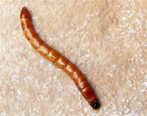 What Lives In My Yard Wireworm Click Beetle Larva Identification Notes
