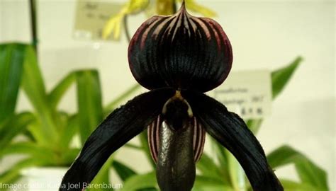 23 Rare And Exotic Orchids That Will Amaze You [ Images]