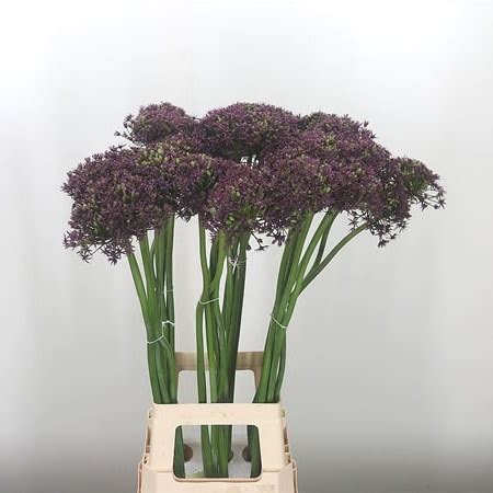 Allium Miami 80cm Wholesale Dutch Flowers Florist Supplies UK