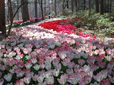 Visit hot springs, arkansas for a relaxing spa vacation getaway in the beautiful ouachita mountains, where you can enjoy hiking, shopping, boating, horse racing, sporting events home2 suites by hilton hot springs. tulip extravaganza ~ Tulips blooming in breathtaking ...