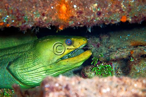Green Moray Eel Gymnothorax Funebris Grand Cayman Steven W Smeltzer