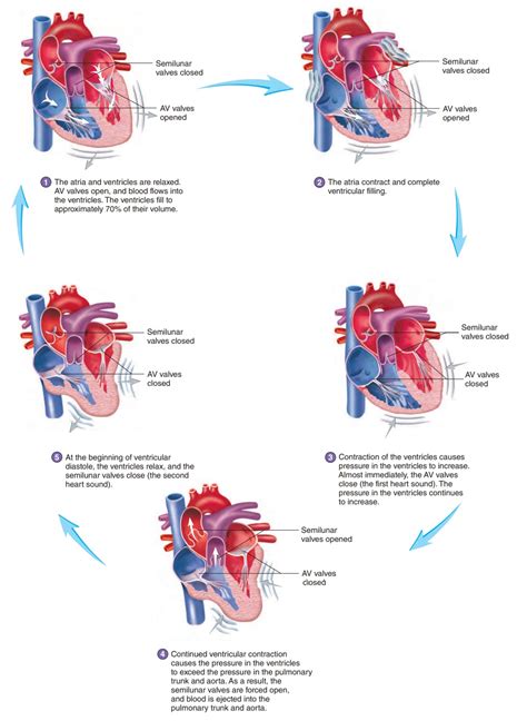 Cardiac Cycle Hot Sex Picture