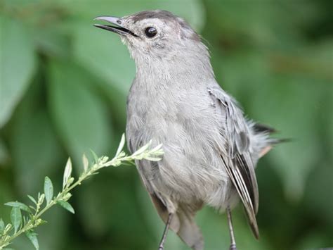 Catbird Backyard And Beyond