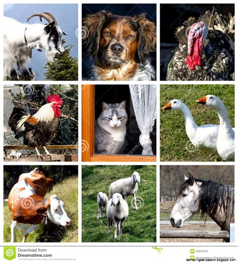 Domestic Animals Collage Amazing Wallpapers