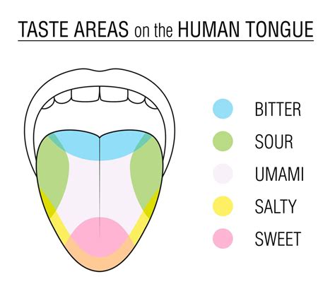 Cool Diagram Of Human Tongue Showing Taste Buds Ideas Bigmantova