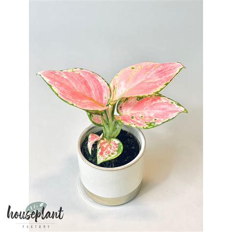 Aglaonema Pink Babyplant Houseplant Factory Rare Houseplants For