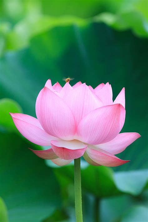 Lotus Shinobazu Pond On Behance Beautiful Rose Flowers Lily Lotus