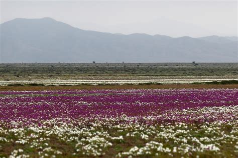 Atacama Desert—the Driest Place On Earth—is Blooming With Flowers After