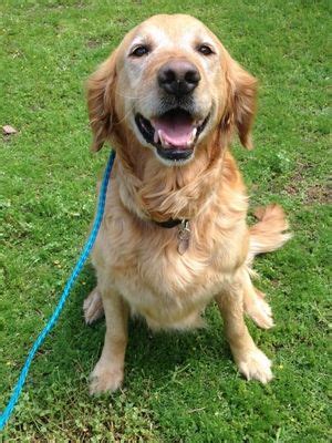 We do not have any pups available! Retrievers and Friends of Southern California | Retriever ...