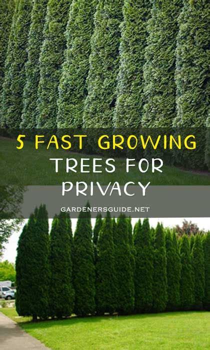 5 Fast Growing Trees For Privacy Privacytrees Privacy Tree