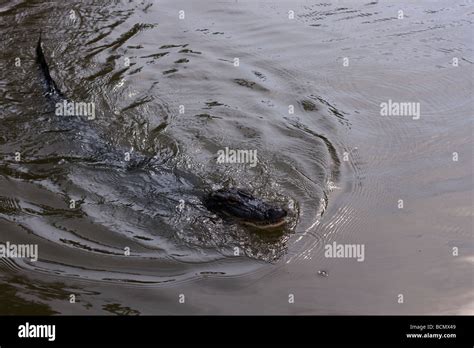 American Alligator Swimming In Lousianna Swamp Stock Photo Alamy