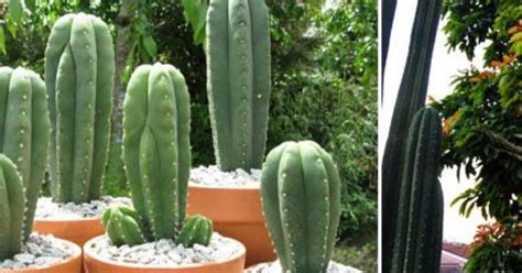 The properties and effects of this sacred plant? Cactus San Pedro: guía de cuidados y usos | Plantas