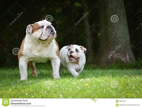 Puppy And Adult Dog Playing Stock Image Image Of Together Outside