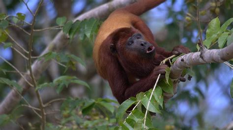 Top 6 Amazon Rainforest Monkeys To Spot Rainforest Cruises