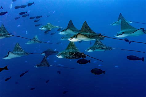 We are geared up with a highly experience team. Flyaway - Eagle ray manta in Maldives
