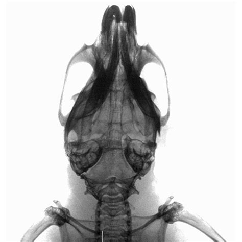 The ivis imaging service center provides access to fluorescence and luminescence imaging technology through supervised use of the ivis lumina iii. IVIS Lumina X5 Imaging System | PerkinElmer