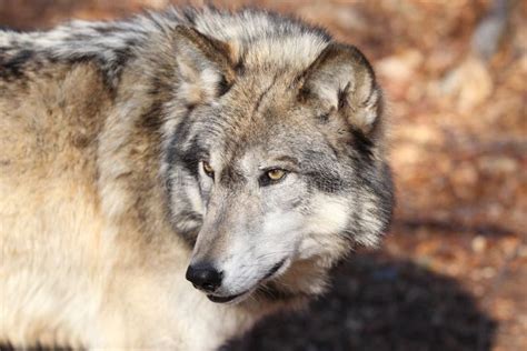 North American Gray Wolf Stock Image Image Of Canvivore 23510739
