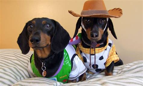 Dachshunds In Costumes In Pictures Life And Style The Guardian