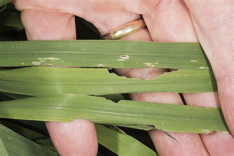 Armyworm Something To Consider Purdue University Pest Crop Newsletter