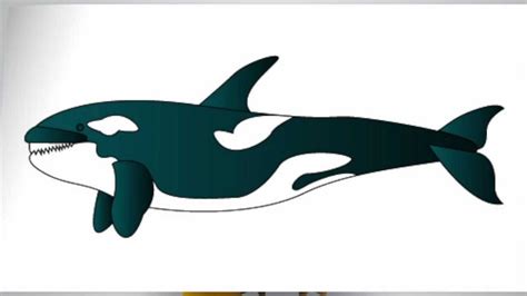 How To Draw A Killer Whale Step By Step Youtube