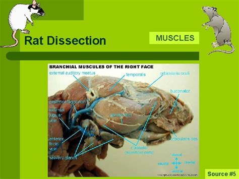 Rat Dissection L L L L Scientific Name